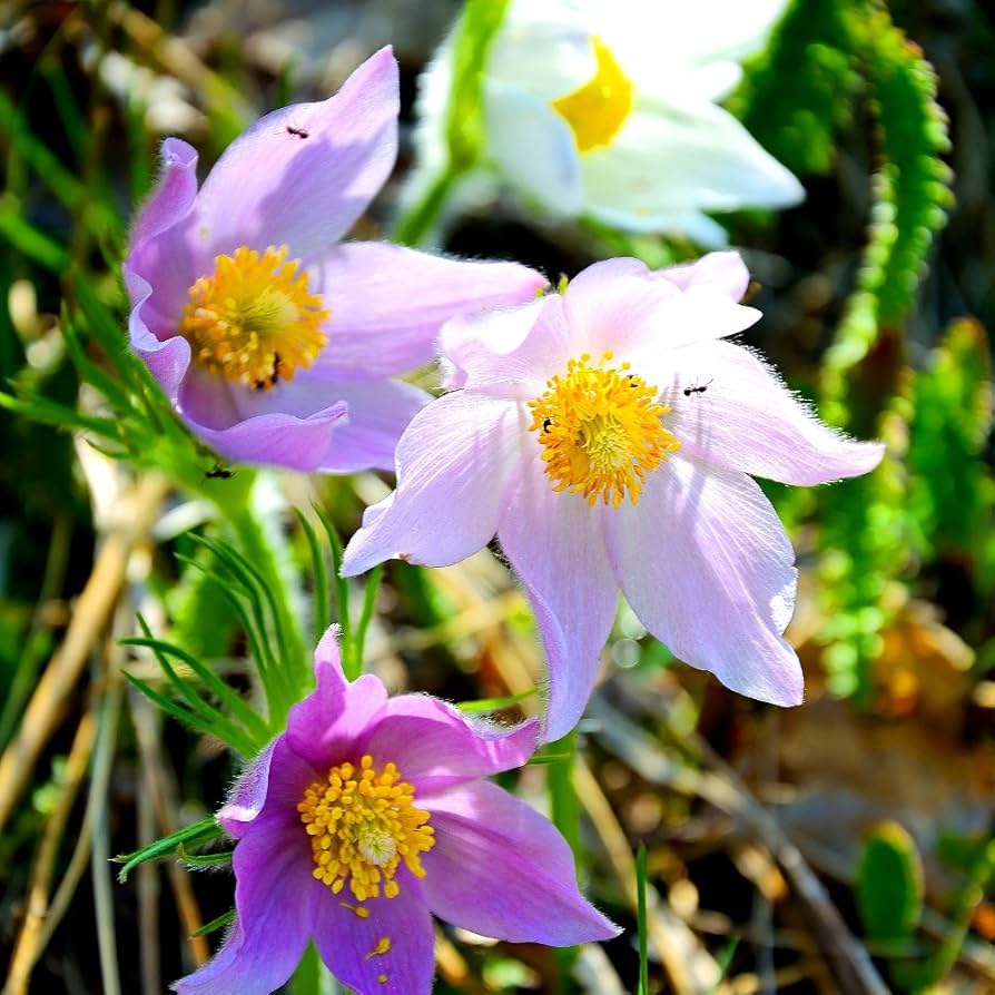 Gemischt Anemone Pulsatilla Samen Blumensamen zur Aussaat Drought verträglich Traditionssorte & ohne Gentechnik Samen Hausgarten