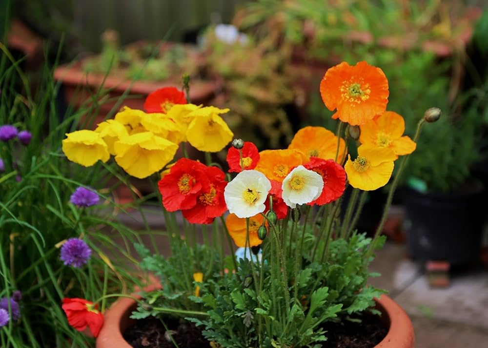 Nudicaule Blumensamen zur Aussaat duftend Blüten Traditionssorte & ohne Gentechnik Samen Hausgarten