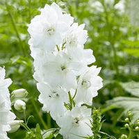 Larkspur delphinium elatum weiß king for anpflanzung in blume bed