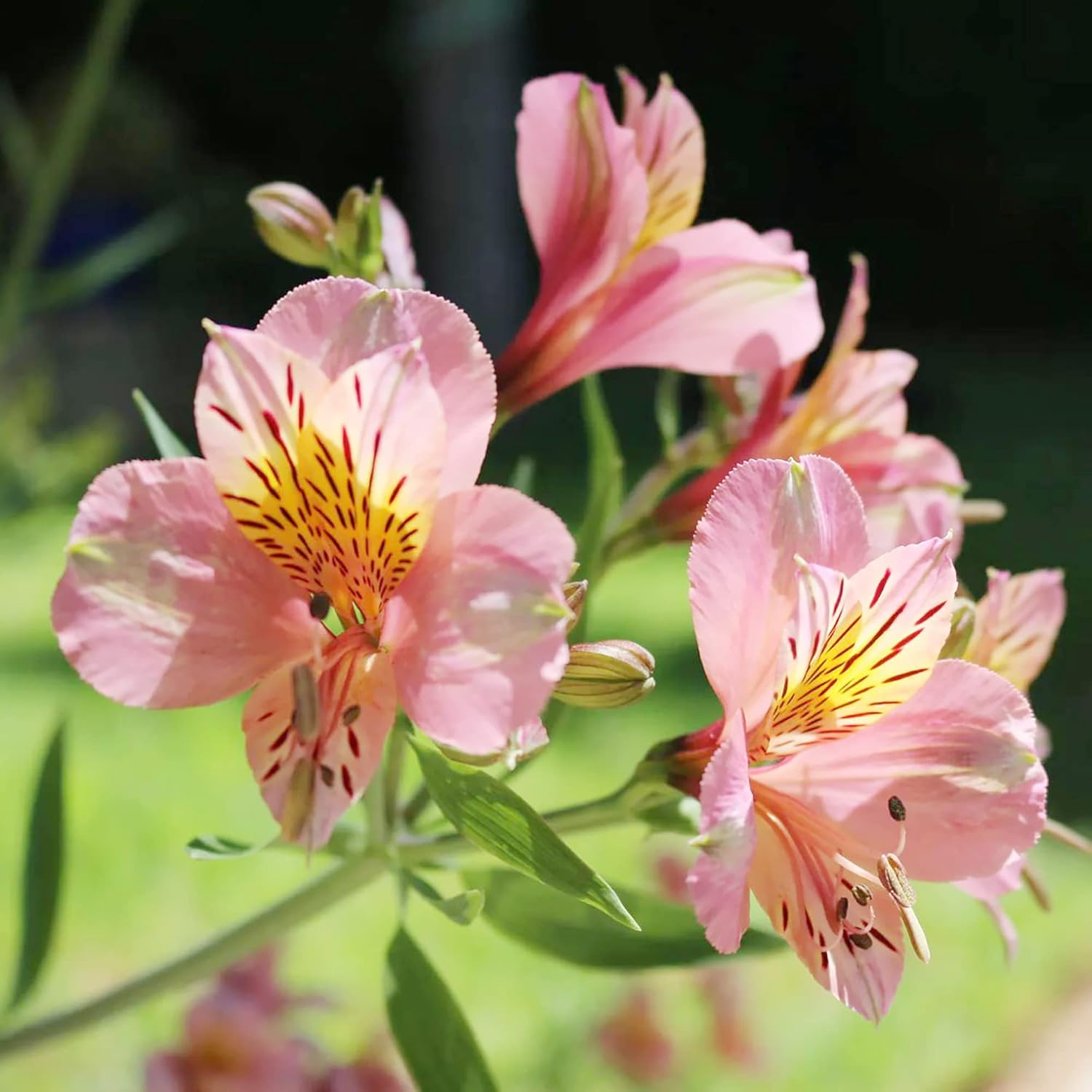 Peruvian Lilie Alstroemeria spp. Blumensamen zur Aussaat Blume Beet