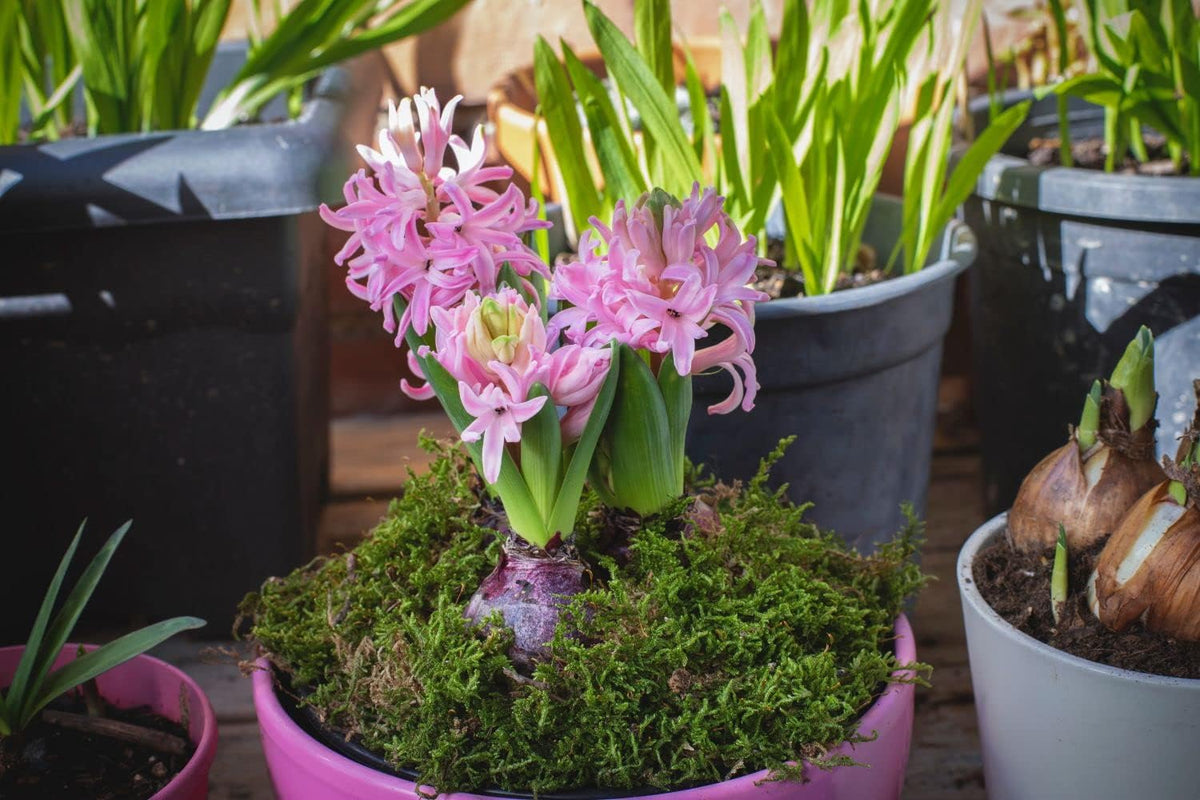 Light rosa hyacinth blume samen for anpflanzung - easy to grow, heirloom & gmo free samen for home garten
 
 sale samen for home garten