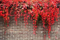 Rot boston ivy blume samen for anpflanzung - easy to grow, heirloom & gmo free samen for home garten
 
 sale for anpflanzung in home garten