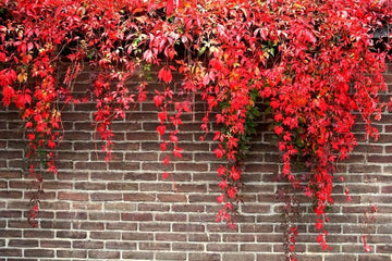 Rot boston ivy blume samen for anpflanzung - easy to grow, heirloom & gmo free samen for home garten
 
 sale for anpflanzung in home garten