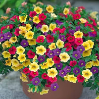 Tricolor Petunie Petunie spp. Samen zur Aussaat Blume Beet