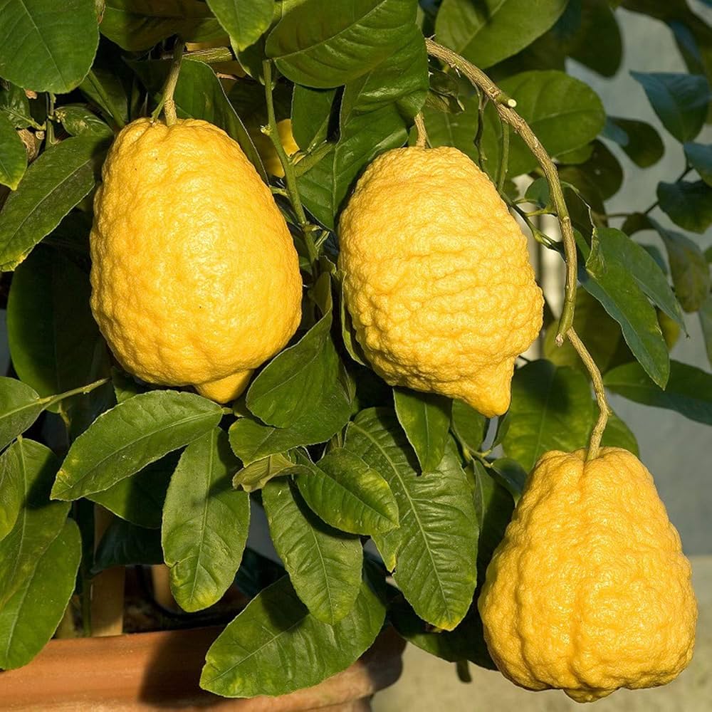 Citron Gemüsesamen for Your Garden