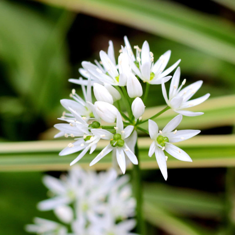 Ramsons allium ursinum for anpflanzung in woodland garten