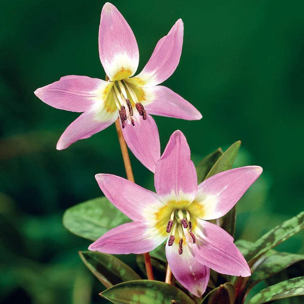 Violett Tooth Blumensamen zur Aussaat – Drought verträglich – Traditionssorte & ohne Gentechnik Samen Hausgarten