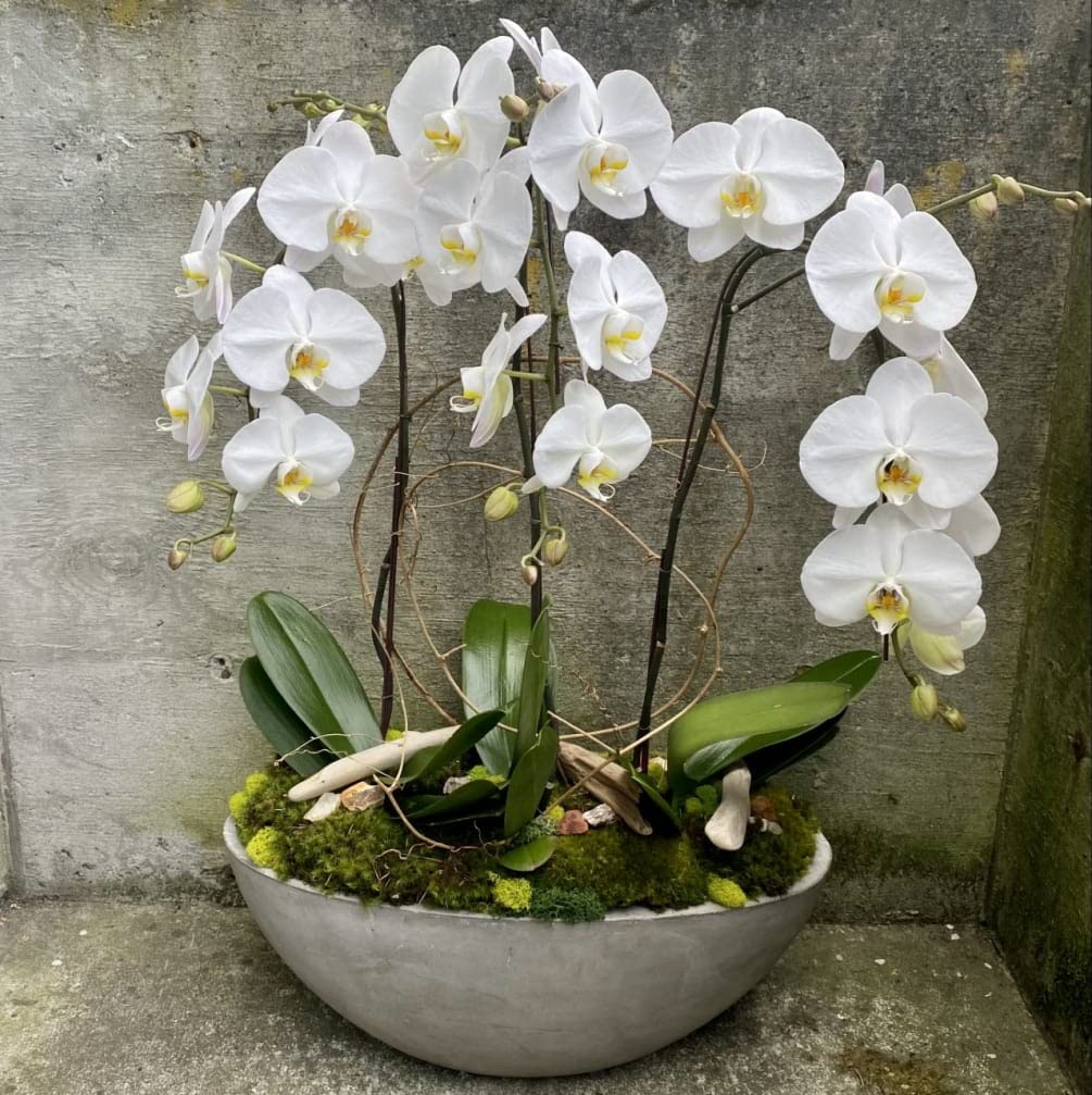 Weiß Schmetterlingsorchidee Orchids Samen zur Aussaat Landhaus Garten wichtig Traditionssorte & ohne Gentechnik Samen Hausgarten