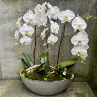 Weiß Schmetterlingsorchidee Orchids Samen zur Aussaat Landhaus Garten wichtig Traditionssorte & ohne Gentechnik Samen Hausgarten