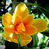 Magnolia Orange Blumensamen – Orange Magnolias Garten Schauanlagen