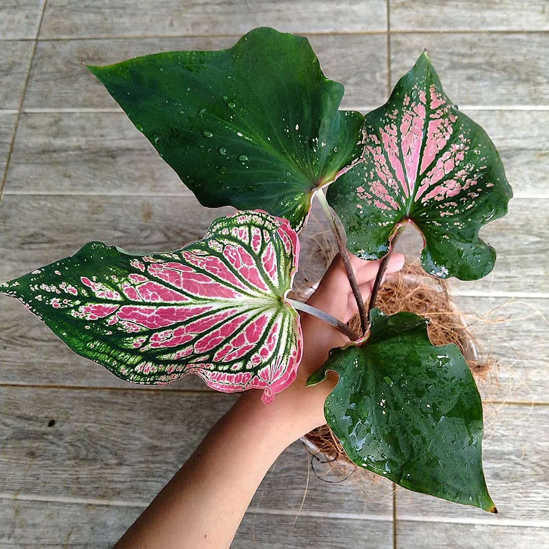 Rosa Thailand Caladium Blumensamen zur Aussaat kompakt Wuchs Traditionssorte & ohne Gentechnik Samen Hausgarten