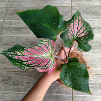Rosa Thailand Caladium Blumensamen zur Aussaat kompakt Wuchs Traditionssorte & ohne Gentechnik Samen Hausgarten