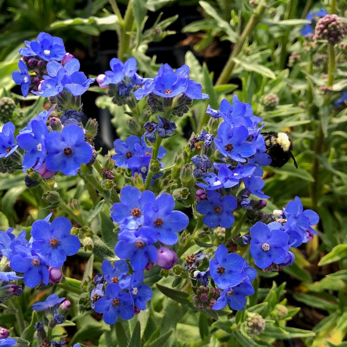 Anchusa Blumensamen zur Aussaat Drought verträglich Traditionssorte & ohne Gentechnik Samen Hausgarten