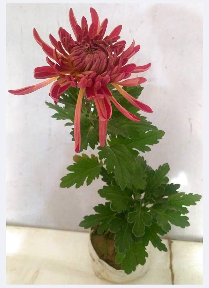 Japan Spider Chrysantheme Blumensamen