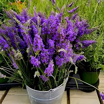 hell Lavendel Succulent Blumensamen zur Aussaat Schnitt Blume beliebt Traditionssorte & ohne Gentechnik Samen Hausgarten