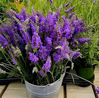 hell Lavendel Succulent Blumensamen zur Aussaat Schnitt Blume beliebt Traditionssorte & ohne Gentechnik Samen Hausgarten