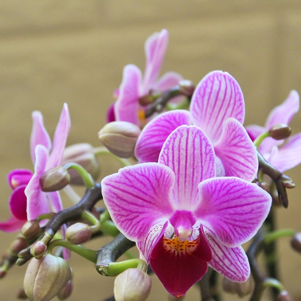 Mini Orchidee Orchidaceae Blumensamen zur Aussaat Hausgarten