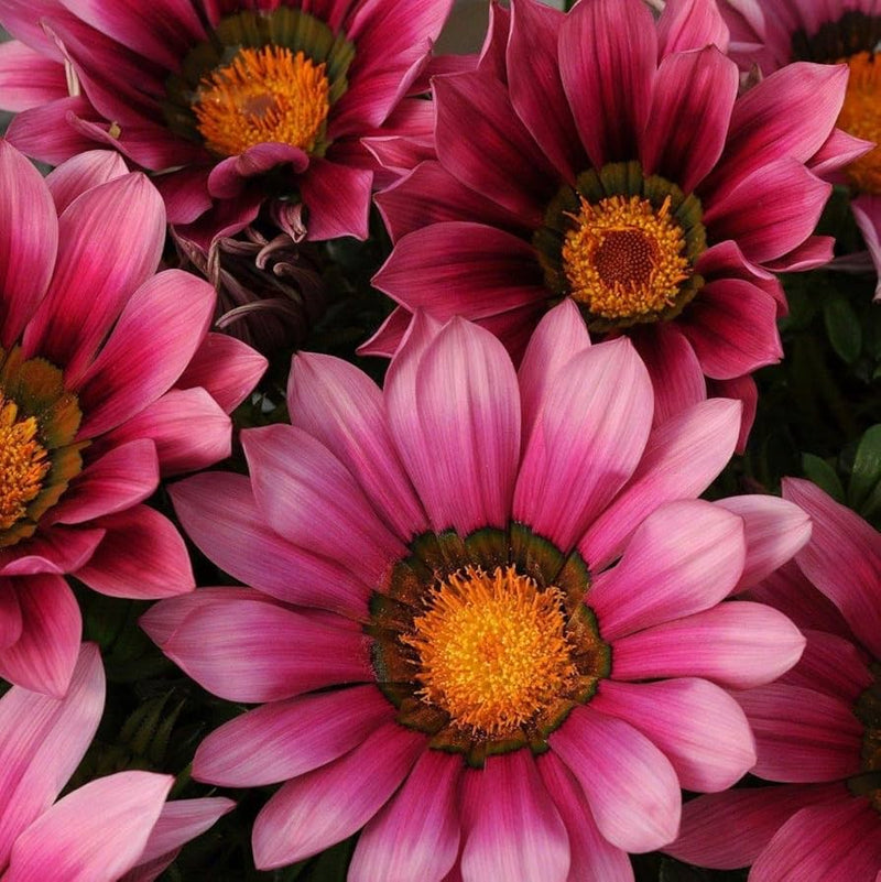 Rosa gazania rigens blume samen for anpflanzung - easy to grow, heirloom & gmo free samen for home garten
sale samen for home garten