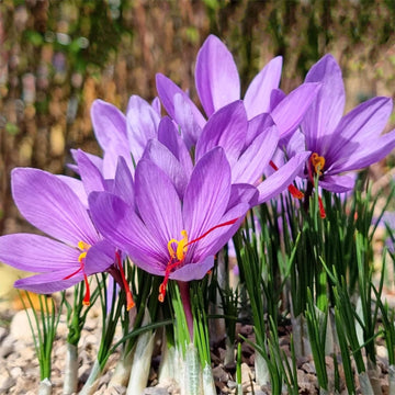 hell Rosa Crocus Blumensamen zur Aussaat – hochwertige Qualitäts- – Traditionssorte & ohne Gentechnik Samen Hausgarten