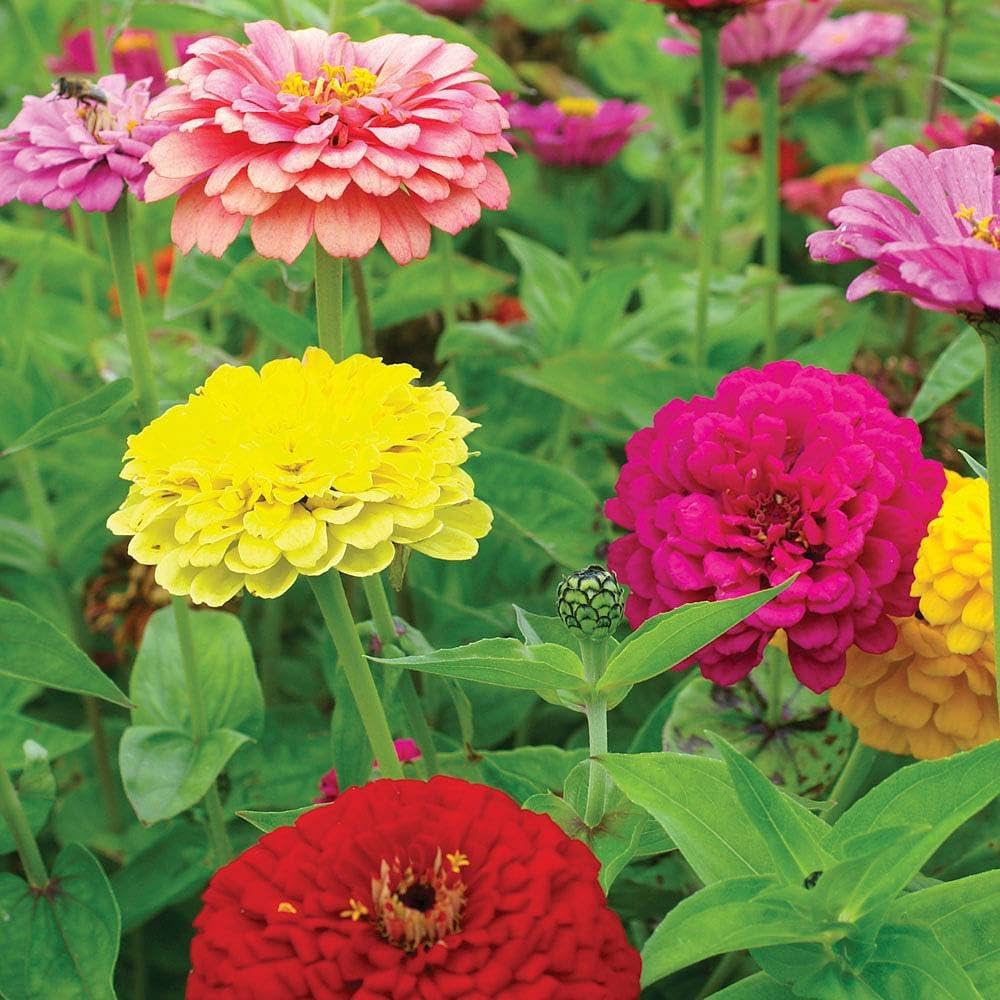 Zinnie Mischung Elegans Semi Samen zur Aussaat Blume Beet