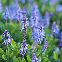 Mischung Buntnessel Canina Blumensamen zur Aussaat – Landhaus Garten wichtig – Traditionssorte & ohne Gentechnik Samen Hausgarten