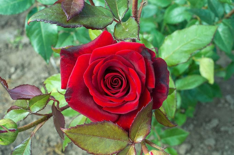 Rot rose tree rosa chinensis for anpflanzung in balcony garten