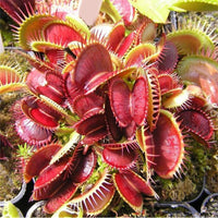 Rot catching pflanze or venus fly trap insectivorous blume samen for anpflanzung - seasonal bloomer, heirloom & gmo free samen for home garten
 
 sale samen for home garten
