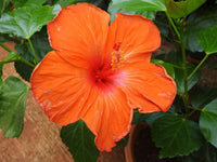 Hibiskus Blumensamen zur Aussaat lang Blüte Saison Traditionssorte & ohne Gentechnik Samen Hausgarten