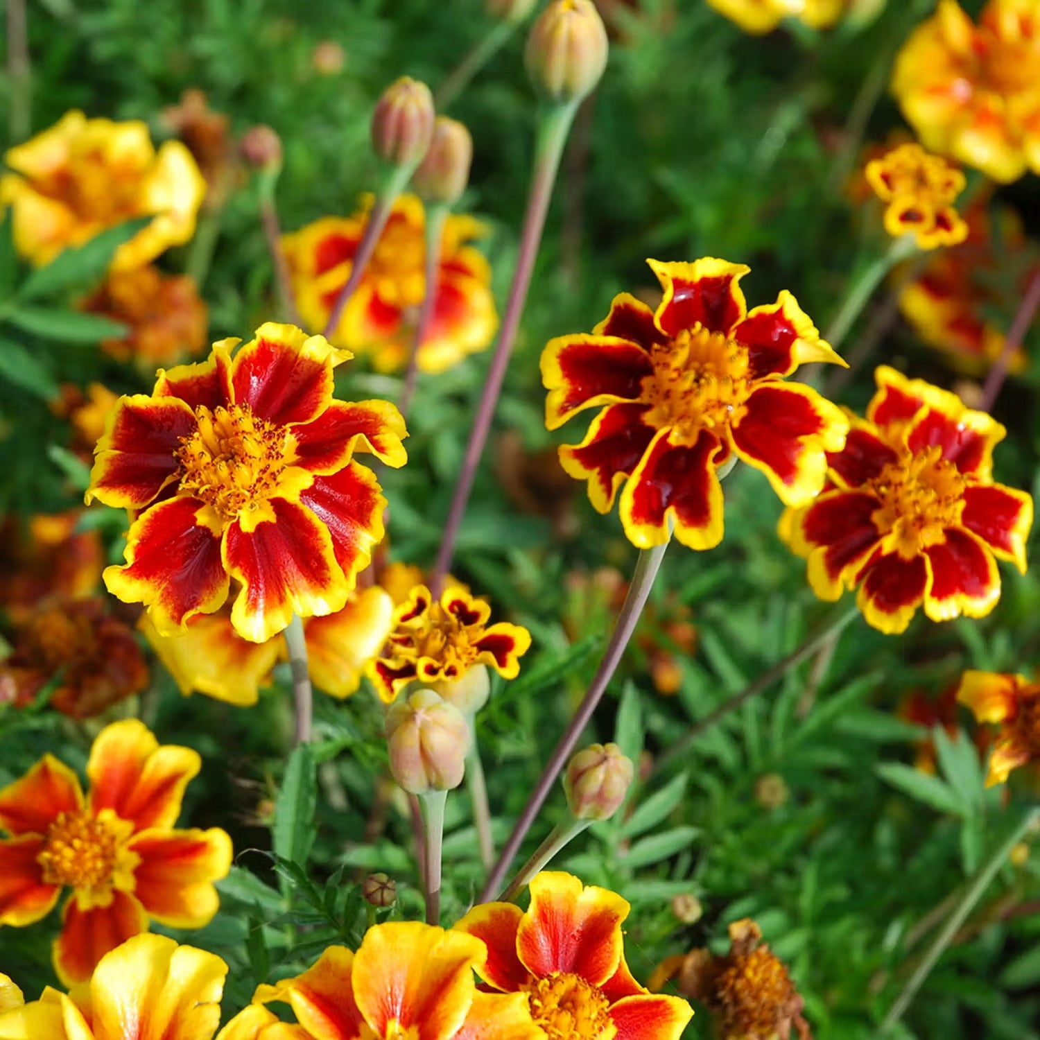 Studentenblume Mr Majestic Blumensamen zur Aussaat duftend Blüten Traditionssorte & ohne Gentechnik Samen Hausgarten