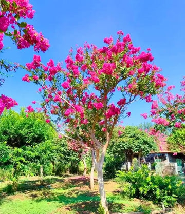 Crepe myrtle tree samen for flowering trees