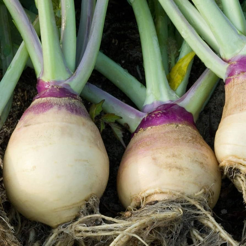 Semi di rutabaga bianca e viola da piantare, semi di ortaggi
