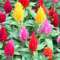 Celosia Fresh Look Gold Samen zur Aussaat Blume Beet Garten