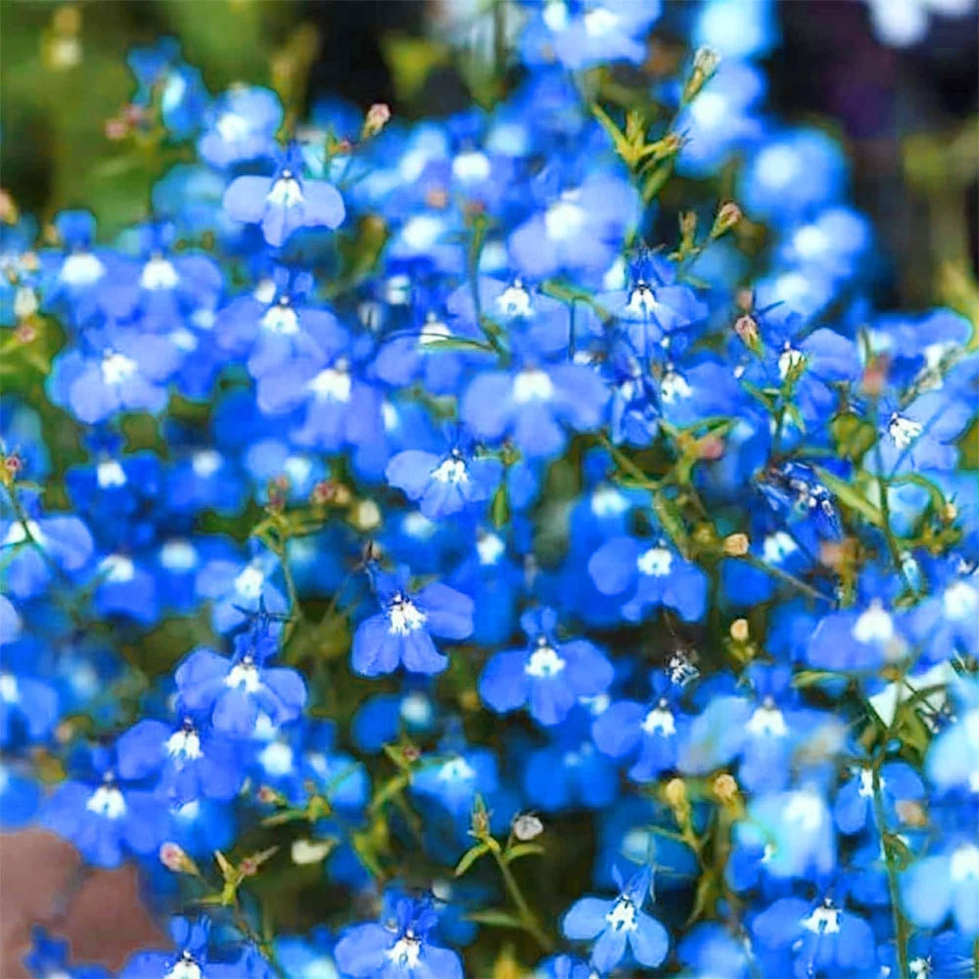 Lobelia Crest Blau Weiß Samen leuchtend und elegant Gartenblumen