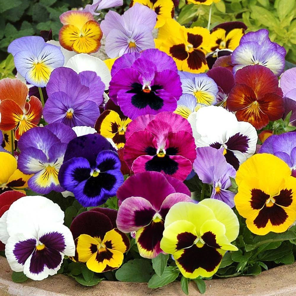 Veilchen Germania Blume Samen zur Aussaat – Gemischt Sorte