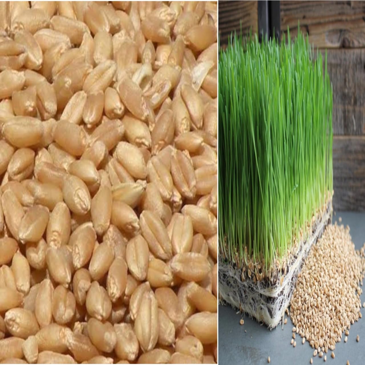 kaufen green wheat pflanze samen pflanzung guide Stück, 100 Stück