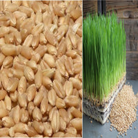 kaufen green wheat pflanze samen pflanzung guide Stück, 100 Stück