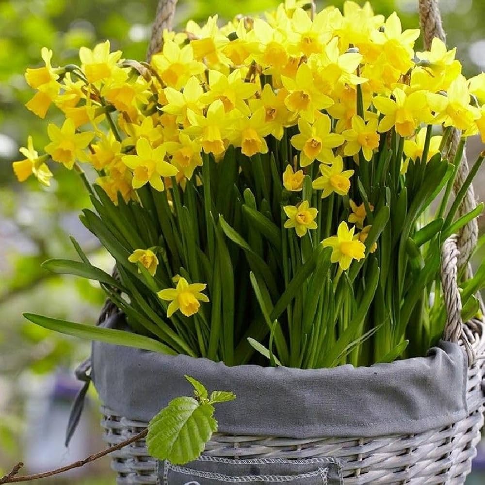 Univalve Narzisse Blumensamen Gelb Blüten