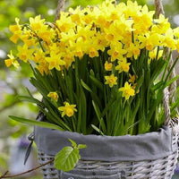 Univalve Narzisse Blumensamen Gelb Blüten