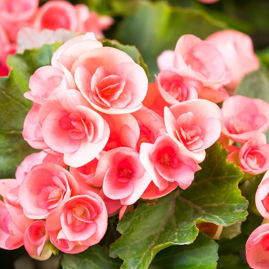 Begonienblumensamen Begonie spp Blumensamen zur Aussaat Garten und Container