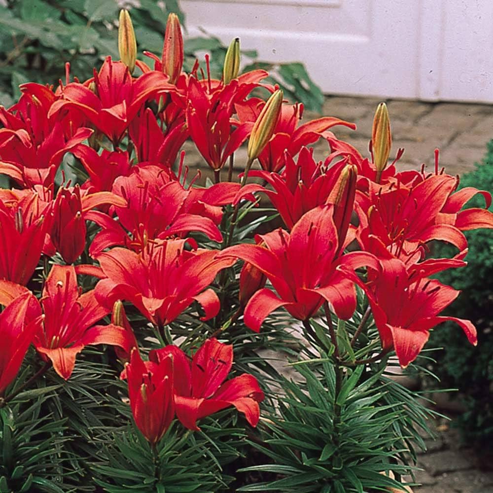 Lilium Pumilum Rot Lilie Samen zur Aussaat Balcony Garten Containers