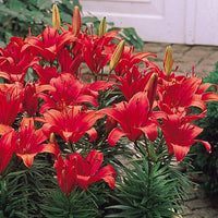 Lilium Pumilum Rot Lilie Samen zur Aussaat Balcony Garten Containers