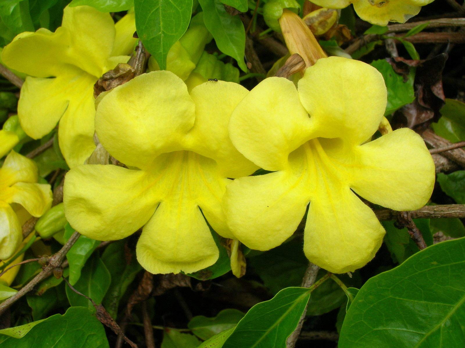 Dolichandra Blumensamen zur Aussaat Schnitt Blume beliebt Traditionssorte & ohne Gentechnik Samen Hausgarten