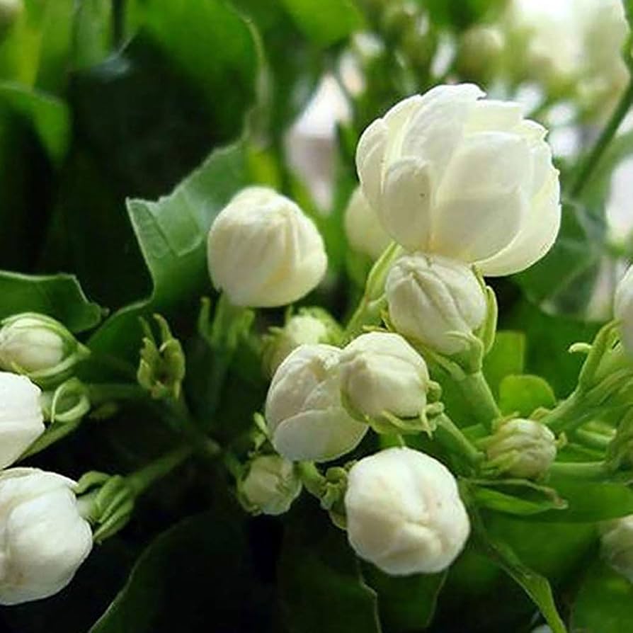 Jasmine Blumensamen zur Aussaat – farbenfroh Schau – Traditionssorte & ohne Gentechnik Samen Hausgarten