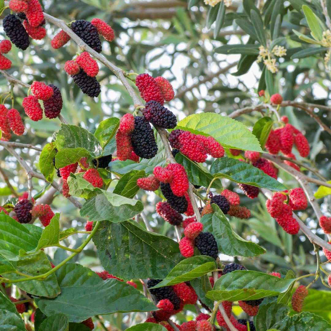 Mulberry Fruchtsamensamen zur Aussaat farbenfroh Schau Traditionssorte & ohne Gentechnik Samen Hausgarten