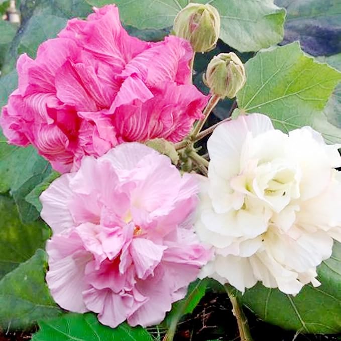 Hibiskus Mutabilis Confederate Rose Samen