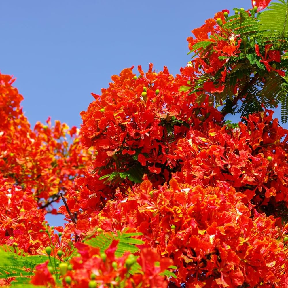 Malve Blumensamen Mischung – Gelb – Weiß – hell Orange – und Orange-Rot