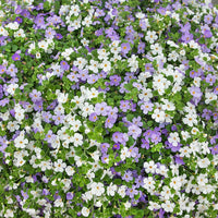 Mixed bacopa utopia blume samen for anpflanzung - long bloom season, heirloom & gmo free samen for home garten
 
 sale for anpflanzung in home garten.
