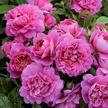 klein Rosa kletternd Rose Blumensamen zur Aussaat – Bestäuber freundlich – Traditionssorte & ohne Gentechnik Samen Hausgarten