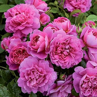 klein Rosa kletternd Rose Blumensamen zur Aussaat – Bestäuber freundlich – Traditionssorte & ohne Gentechnik Samen Hausgarten