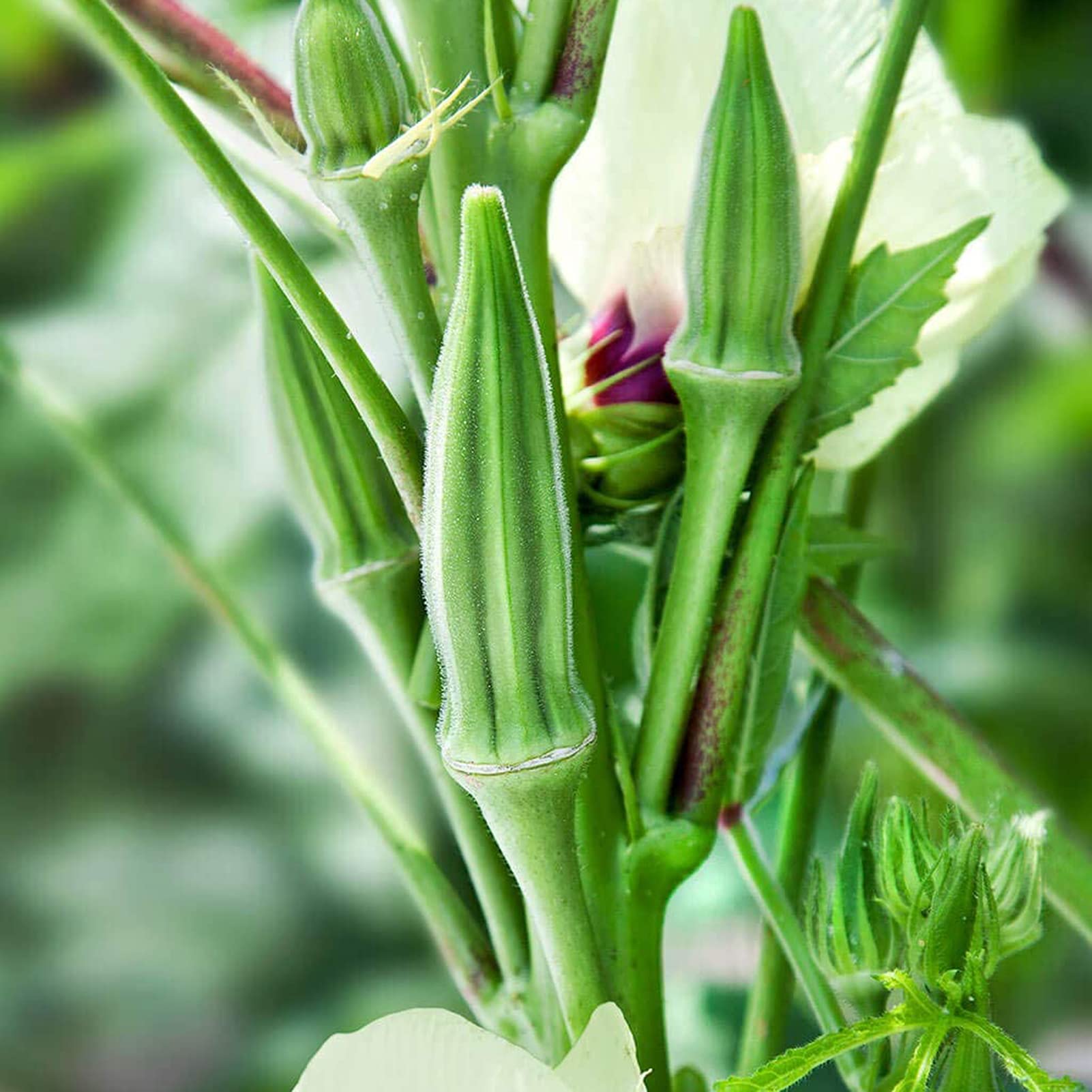Green Okra Samen zum Pflanzen  Gemüse Garden Essentials